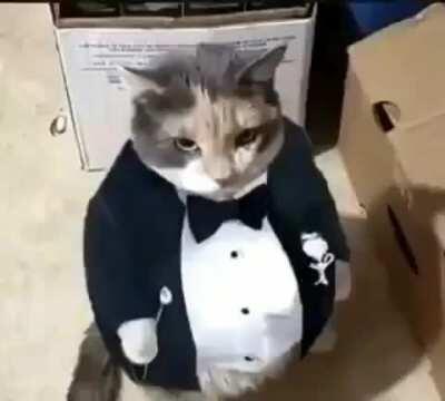 fat ass cat in a tuxedo