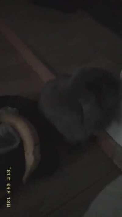 Got a monkey instead of rabbit 🤔