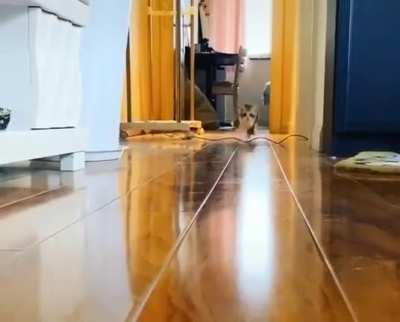 The way this little dude runs