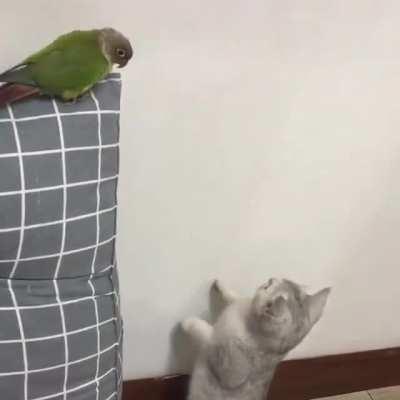 Just checking the walls...