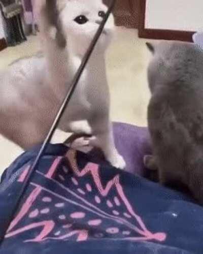 As vezes eu acho que os gatos são o alívio cômico da vida 🤣🤣🤣