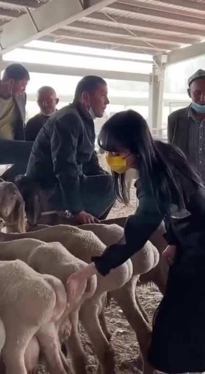 What kind of sheep are these?