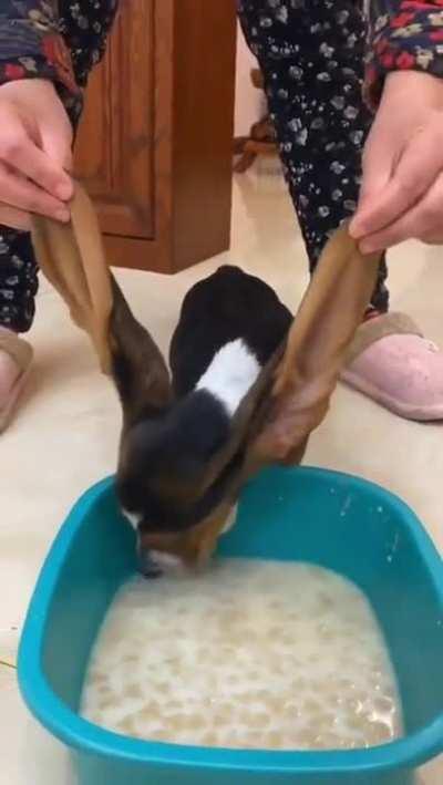 Are they the most beautiful ears you have ever seen?