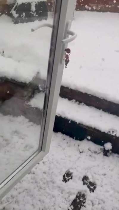 That’s a big NOPE for the doggo