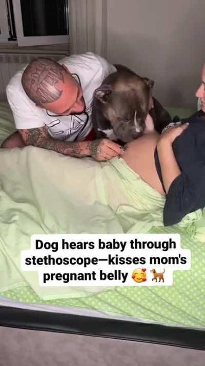 Dog Hears Baby's Heartbeat