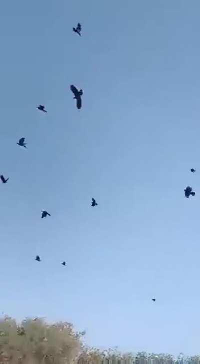 Somewhere in India there is a man who can summon crows