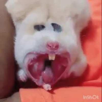 Hamster yawning