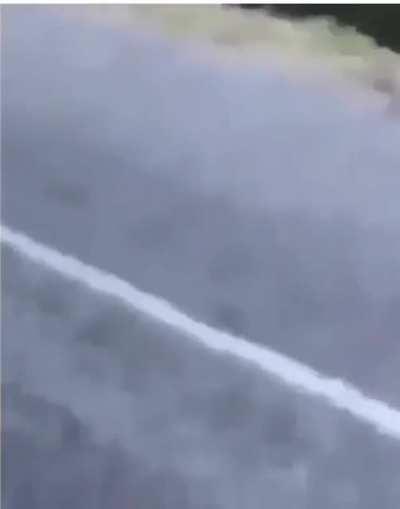 This man throws a alligator into the lake