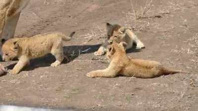 Mother lion and cubs.