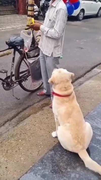 A Beautiful Gift 🎈🐕