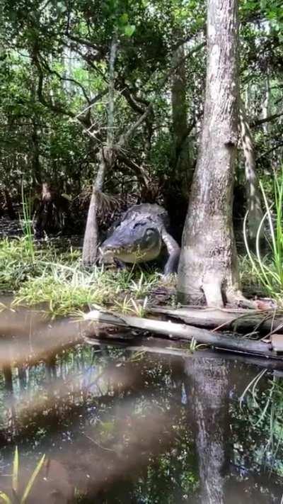 🔥 Coming across a large gator