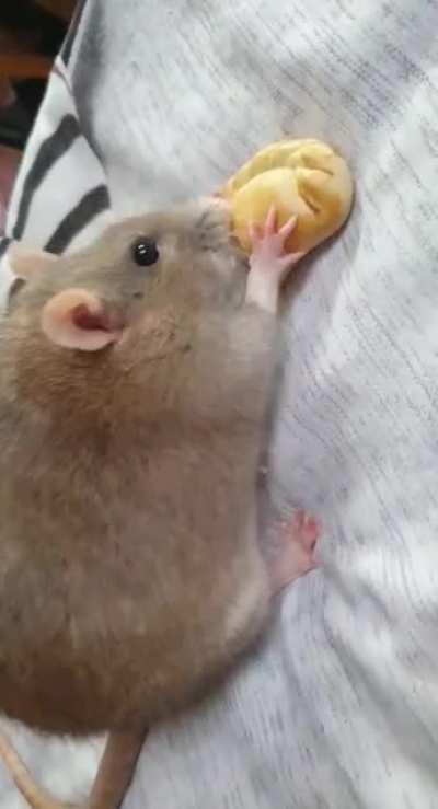 Por que me exijieron a Empanada comiendo una empanada. Intento 10