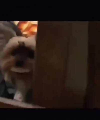 Absolute Gold 😂😂