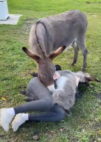 This baby donkey is all about the cuddles 🐴