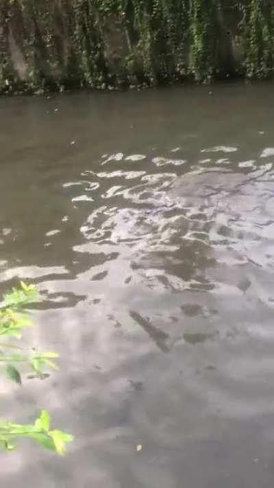 Otters at the Whampoa River on my evening run (plus cute auntie commentary)