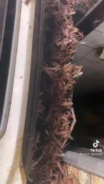 Thanks, I hate grasshoppers even more..