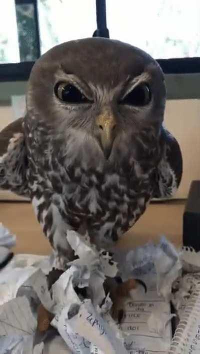 Seriously, my owl tore up the homework.