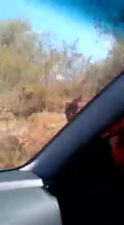 Donkey gets stung to death by a swarm of honey bees