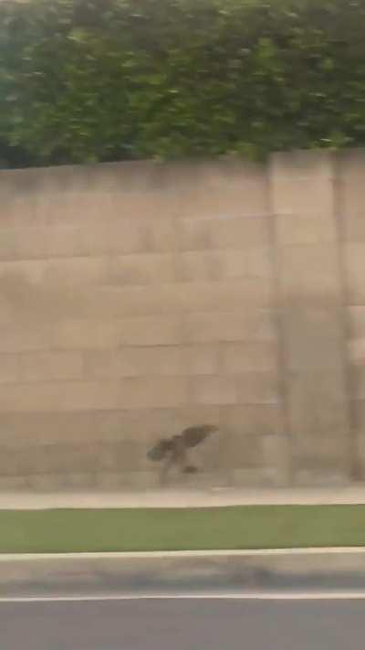 Rat almost makes it over a wall. Almost.