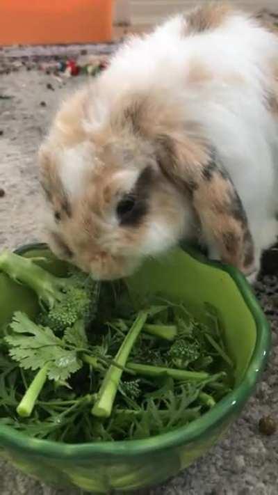 Finnegan just loves his vegetables :)