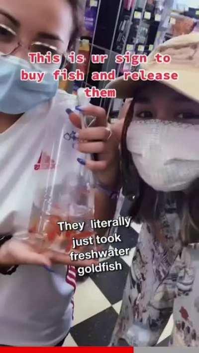 Releasing freshwater goldfish into the ocean