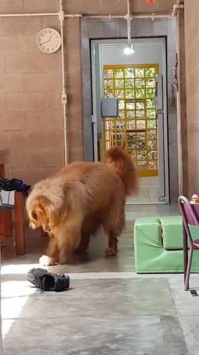 I was told my big floof fighting his shadow is an absolute unit