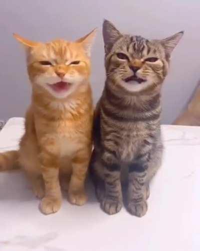 We're cats not awiens. Honest