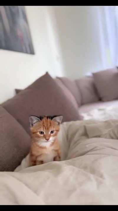 Cutie wearing his little earphones