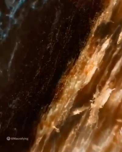 Insane zoom on a log, a lot of frames could be used off this.