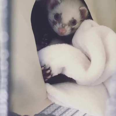 Tried to stalk him and get a photo of his toebeans but he’s freakishly self aware