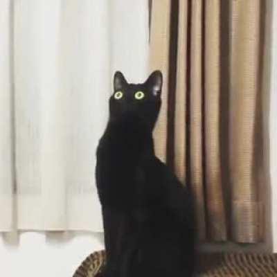 Cat listens to classical music