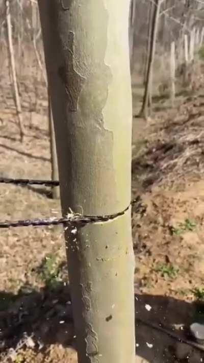 This Pocket chainsaw