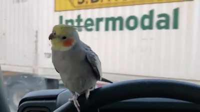 Разъездились тут