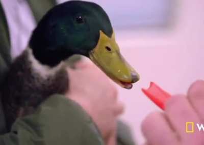 A duck was given a 3D printed foot and it took its first ever steps