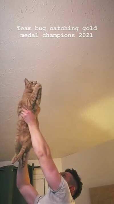 MishMish: Bug-Catcher Extraordinaire