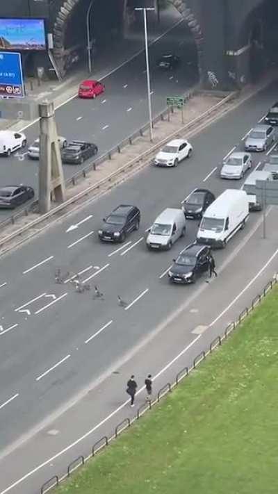 Kind drivers stopping to let duck family cross the road