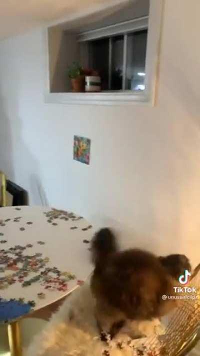 What it's like owning a cat