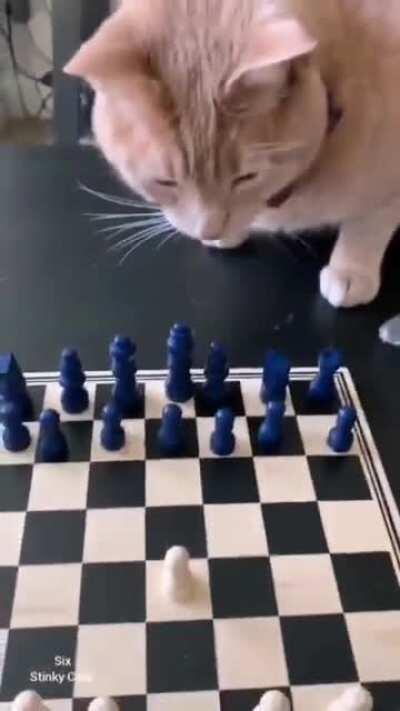 Ian Nepomniachtchi cats