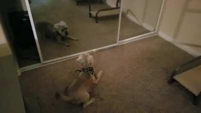 Thirsty discovering his reflection for the 1st time