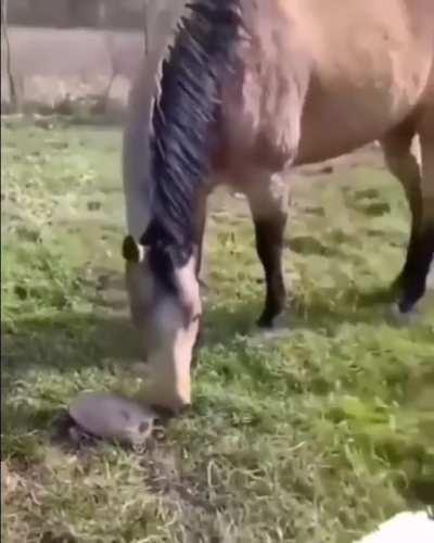 Fearless horse
