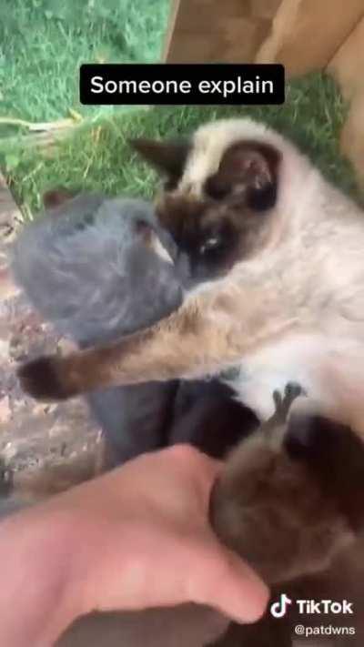 Just some cats. Nothing to see here.