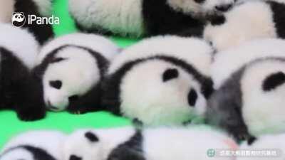 A panda a day keeps the sorrow away