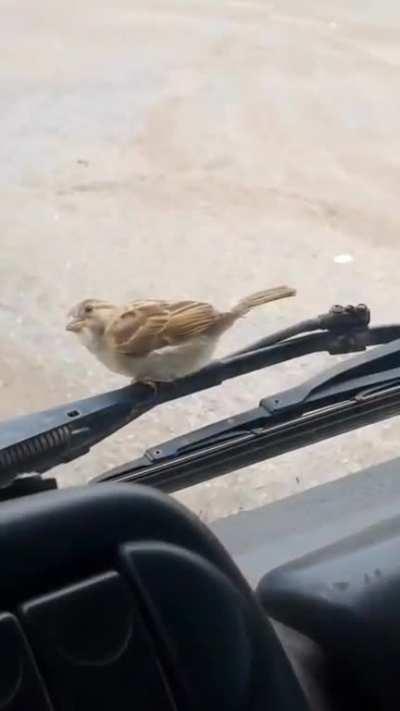 Trucker has all his comforts. He is also a Disney princess