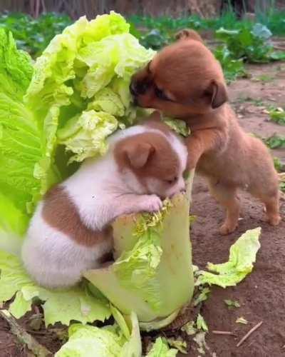Puppies who love vegetables!!!