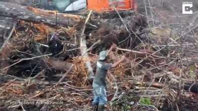 An orangutan tries to fight off a bulldozer destroying his forest