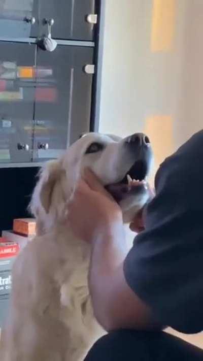 Dog can steal your bf is real