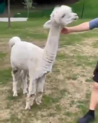 Awww what a beautiful animal