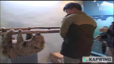 Sloths can strike very quickly, and are so strong it takes 4 adults to handle an uncooperative adult male sloth sometimes.