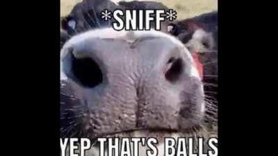 *sniff* yep, thats balls.