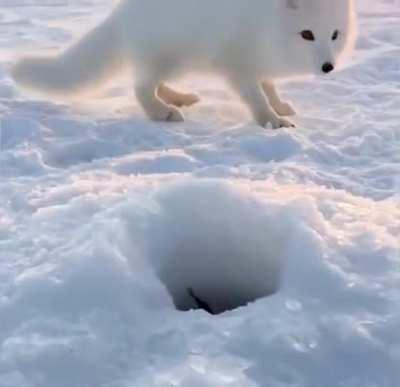 Лунка моя, рыба моя